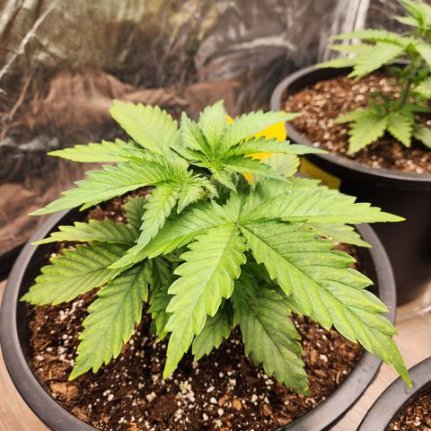 6 trees growlog timeline photo