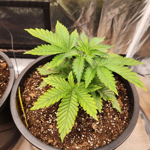 6 trees growlog timeline photo