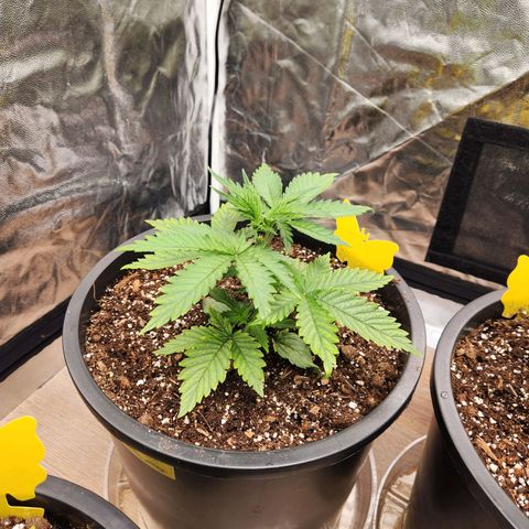 6 trees growlog timeline photo