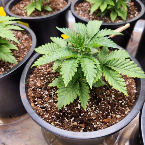 6 trees growlog timeline photo