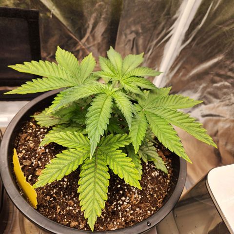 6 trees growlog timeline photo