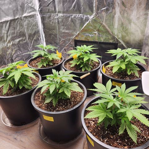 6 trees growlog timeline photo