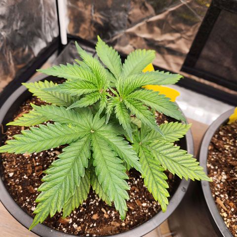 6 trees growlog timeline photo