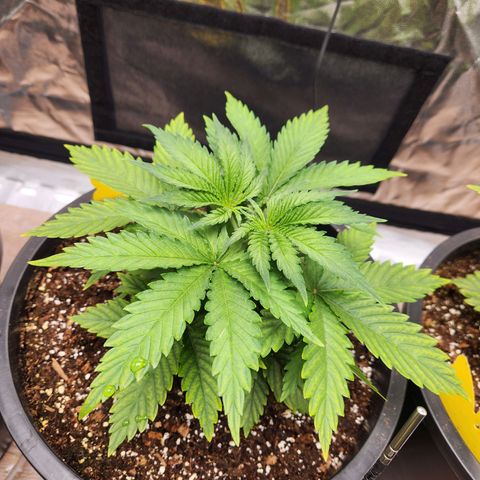 6 trees growlog timeline photo