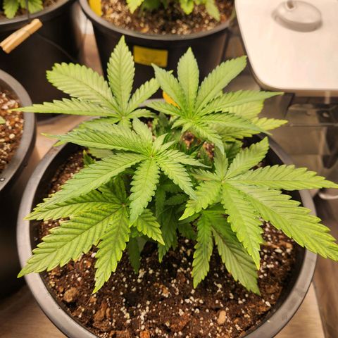 6 trees growlog timeline photo