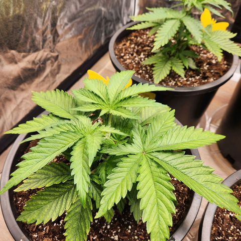 6 trees growlog timeline photo