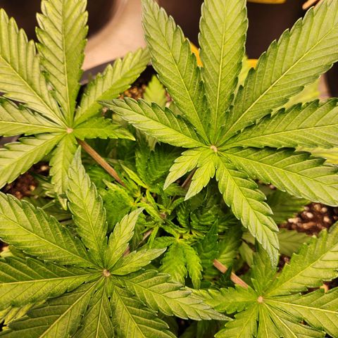 6 trees growlog timeline photo