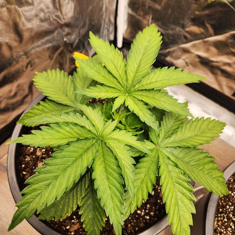6 trees growlog timeline photo