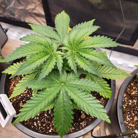 6 trees growlog timeline photo
