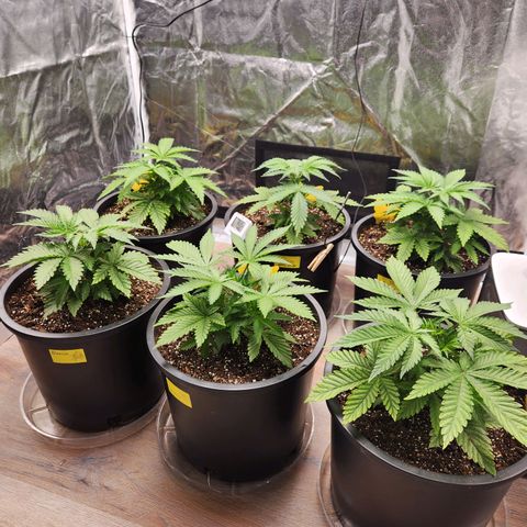 6 trees growlog timeline photo