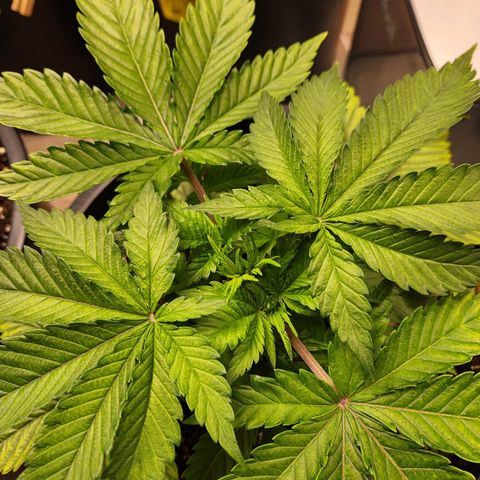 6 trees growlog timeline photo