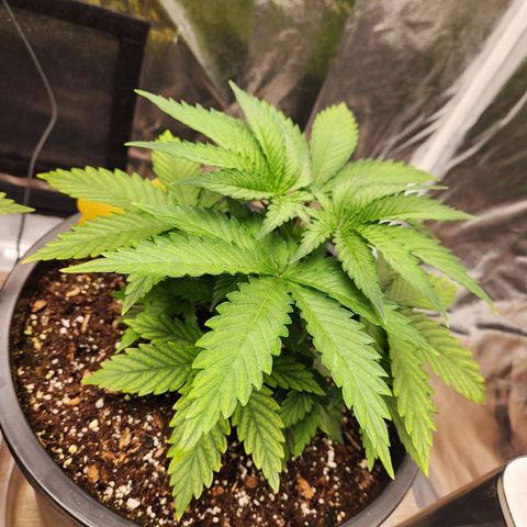 6 trees growlog timeline photo