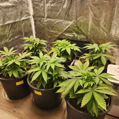 6 trees growlog photo: Second day of no water/nutes
Plants were very droopy, turned fan on constant and they perked up
One top was a FIM on accident