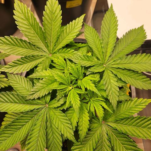 6 trees growlog photo: Second day of no water/nutes
Plants were very droopy, turned fan on constant and they perked up
One top was a FIM on accident