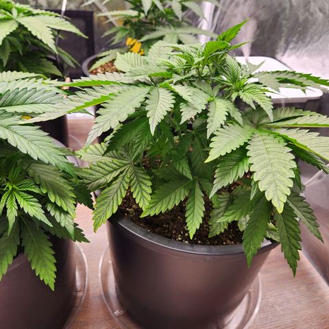 6 trees growlog timeline photo