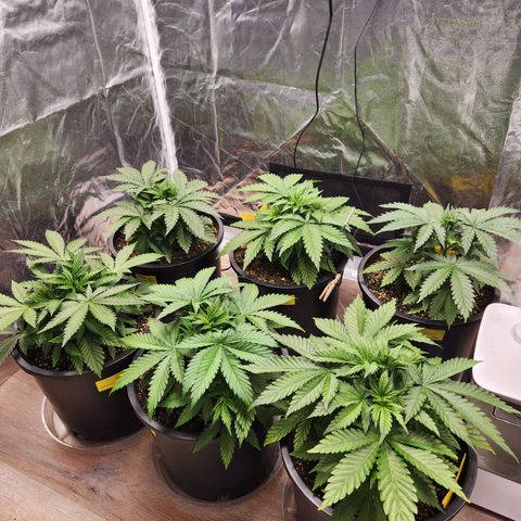 6 trees growlog timeline photo