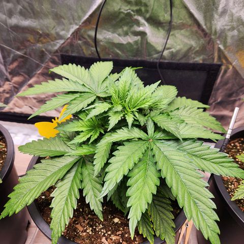 6 trees growlog timeline photo