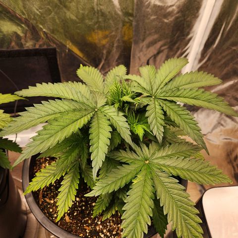 6 trees growlog timeline photo