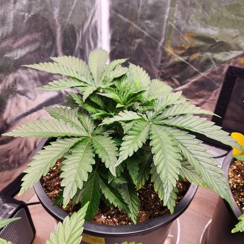 6 trees growlog timeline photo