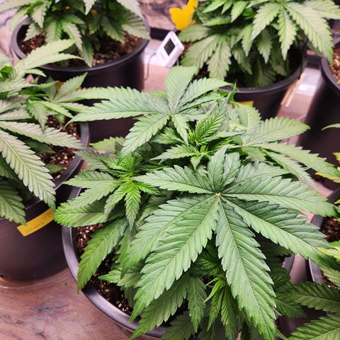 6 trees growlog timeline photo