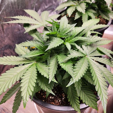 6 trees growlog timeline photo