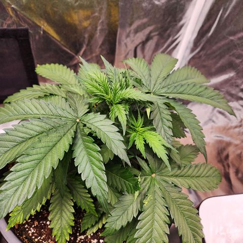 6 trees growlog timeline photo
