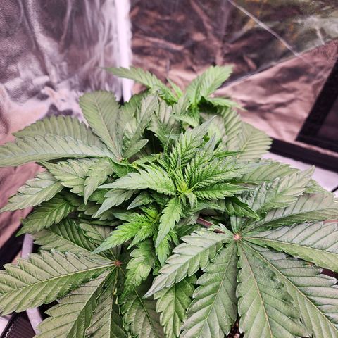 6 trees growlog timeline photo