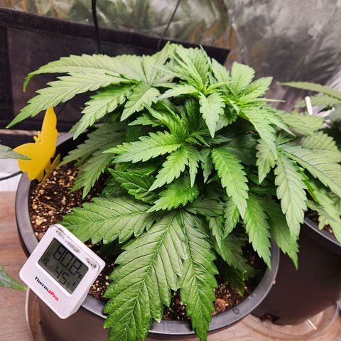 6 trees growlog timeline photo