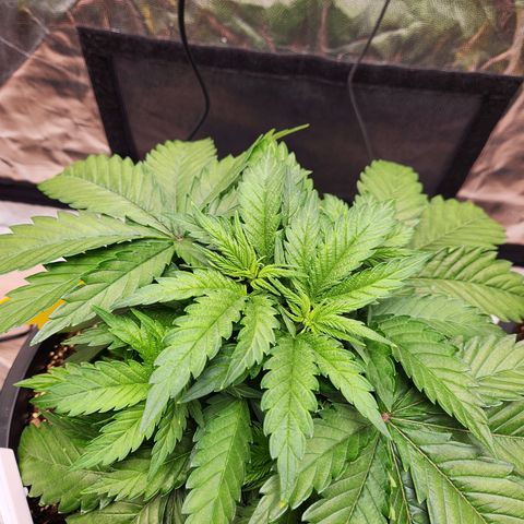 6 trees growlog timeline photo
