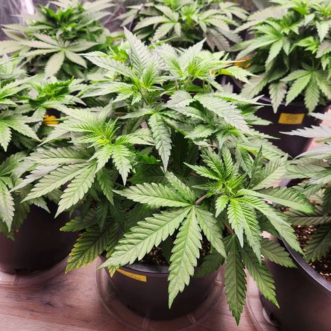 6 trees growlog timeline photo