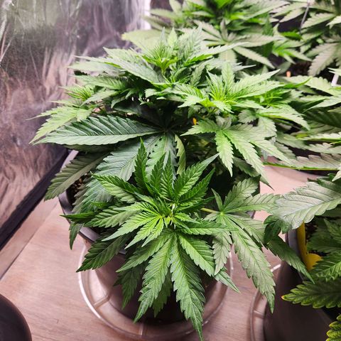 6 trees growlog timeline photo