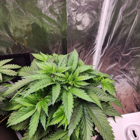 6 trees growlog timeline photo
