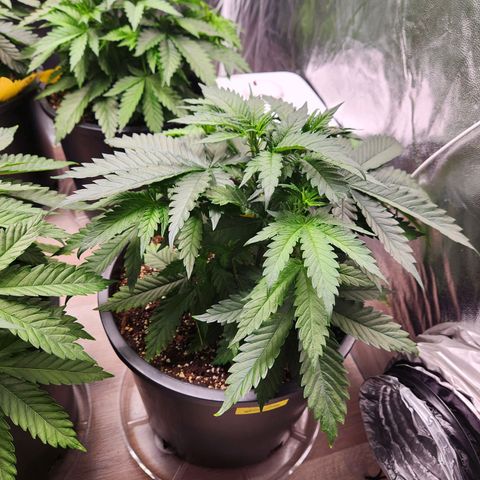 6 trees growlog timeline photo