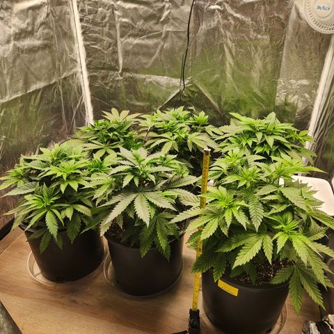 6 trees growlog timeline photo