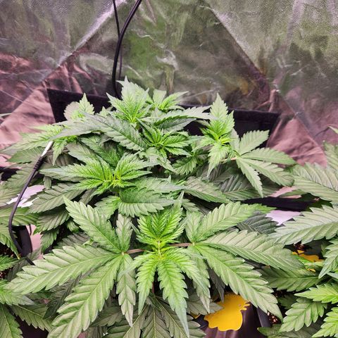 6 trees growlog timeline photo