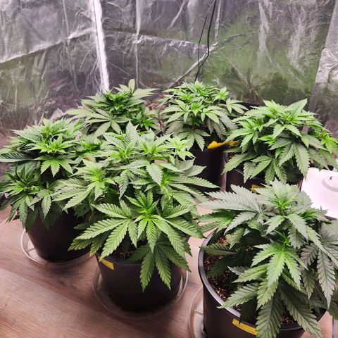 6 trees growlog timeline photo