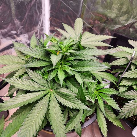 6 trees growlog timeline photo