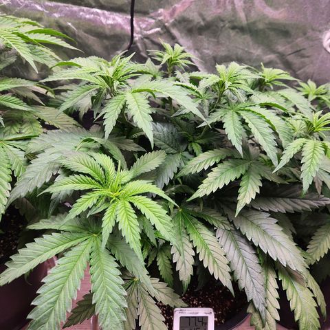 6 trees growlog photo: Changed timer to 10am-10pm. 14 hour day Monday, 12 hour day Tuesday 
