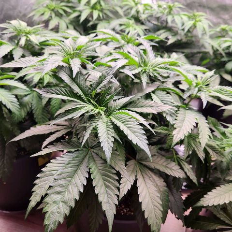 6 trees growlog photo: Changed timer to 10am-10pm. 14 hour day Monday, 12 hour day Tuesday 
