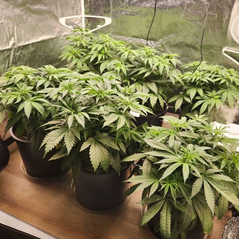 6 trees growlog photo: Changed timer to 10am-10pm. 14 hour day Monday, 12 hour day Tuesday 