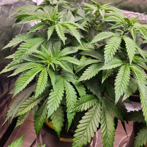 6 trees growlog photo: Changed timer to 10am-10pm. 14 hour day Monday, 12 hour day Tuesday 