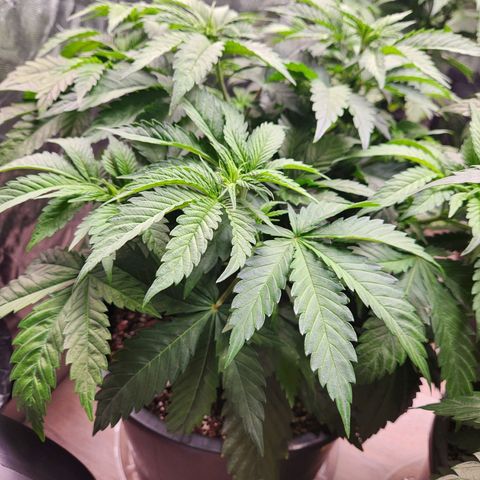 6 trees growlog photo: Changed timer to 10am-10pm. 14 hour day Monday, 12 hour day Tuesday 