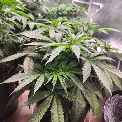 6 trees growlog photo: Changed timer to 10am-10pm. 14 hour day Monday, 12 hour day Tuesday 