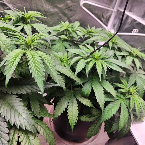 6 trees growlog photo: Changed timer to 10am-10pm. 14 hour day Monday, 12 hour day Tuesday 