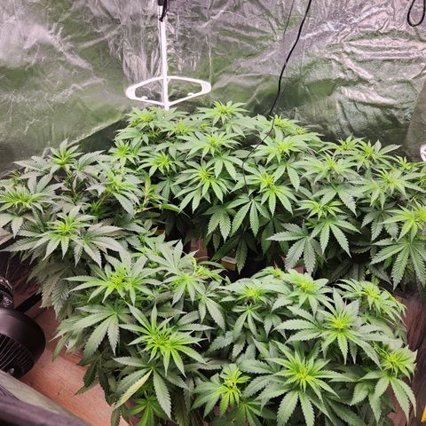 6 trees growlog timeline photo