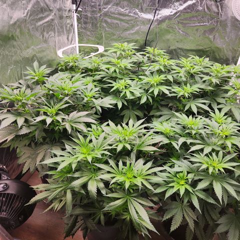 6 trees growlog timeline photo