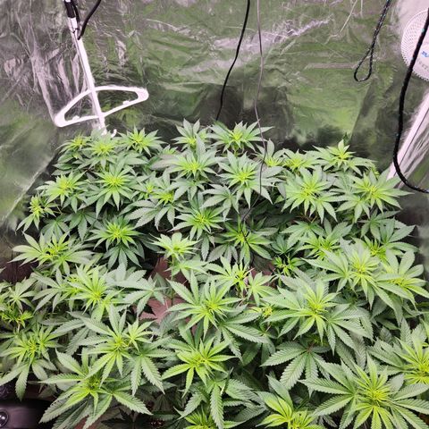 6 trees growlog timeline photo