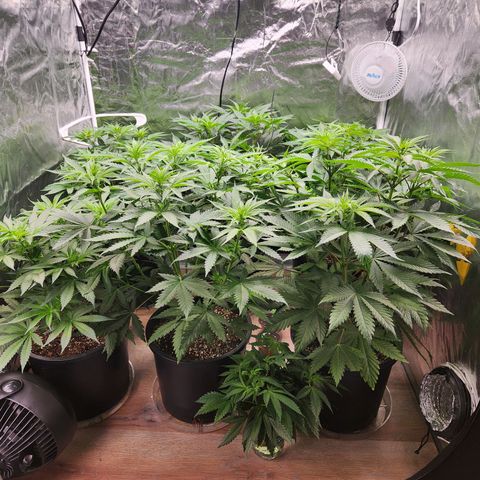 6 trees growlog timeline photo