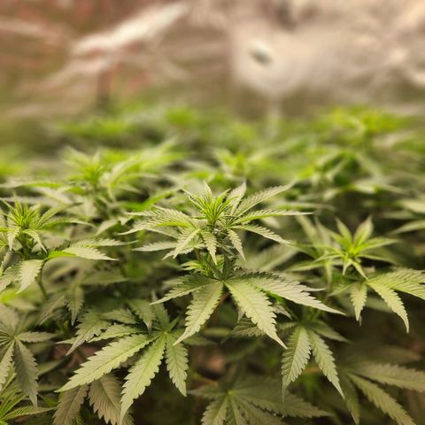 6 trees growlog timeline photo