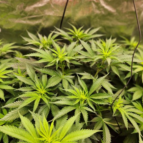 6 trees growlog timeline photo